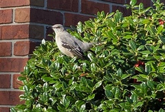 Mimus polyglottos image