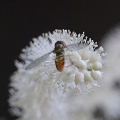 Toxomerus marginatus