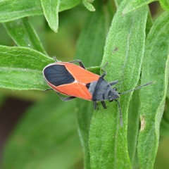 Melanopleurus belfragei
