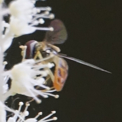 Toxomerus marginatus