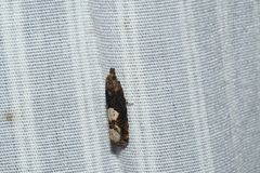 Epinotia trigonella