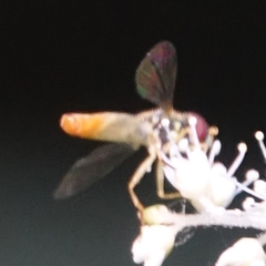 Toxomerus marginatus