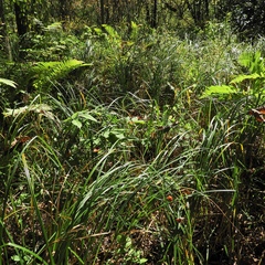Carex lacustris