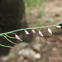 Pennellia longifolia