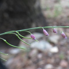 Pennellia longifolia