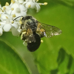 Andrena