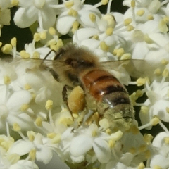 Apis mellifera