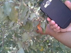 Croton niveus