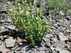 Galium brachyphyllum