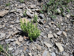 Galium brachyphyllum