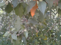 Croton niveus