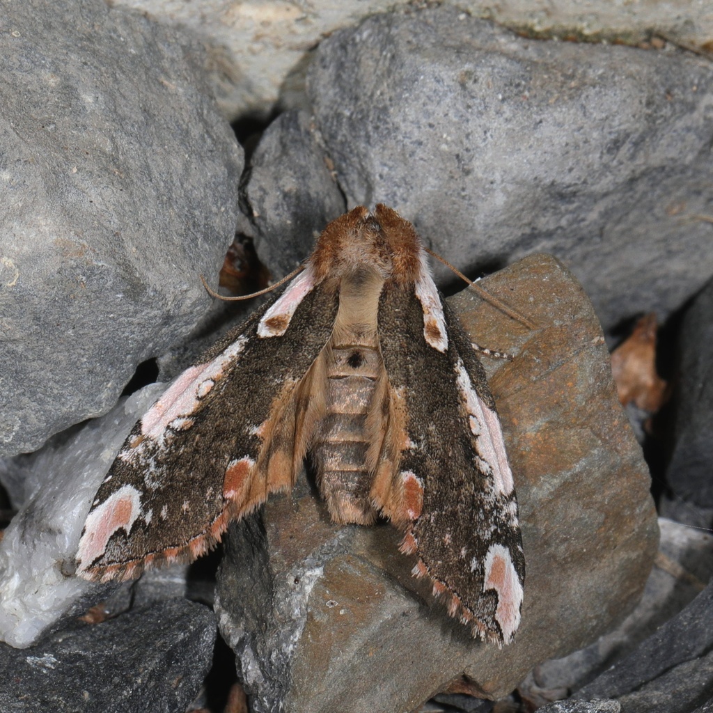 Dogwood Thyatirid Moth