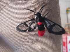 Aethria haemorrhoidalis
