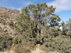 Pinus monophylla