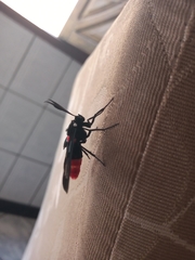 Aethria haemorrhoidalis