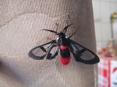 Aethria haemorrhoidalis