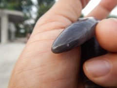 Dermophis mexicanus