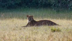 Panthera pardus kotiya