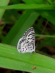 Leptotes cassius