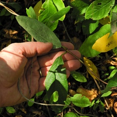 Lonicera dioica