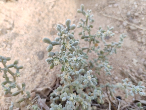 Image of Zygophyllum album by (c) Denys Vynokurov, some rights reserved (CC BY)