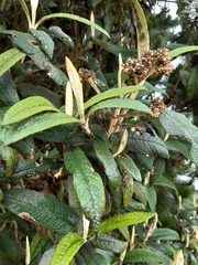 Buddleja incana
