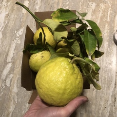 Citrus × pyriformis