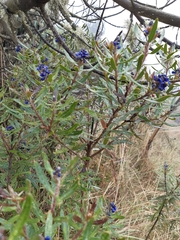 Monnina salicifolia