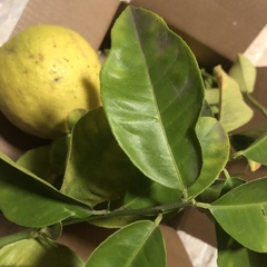 Citrus × pyriformis