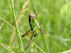 Pholidoptera littoralis