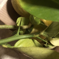 Citrus × pyriformis