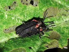 Heterispa vinula