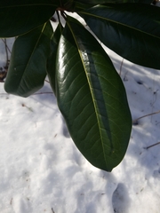 Magnolia grandiflora