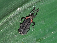 Heterispa vinula