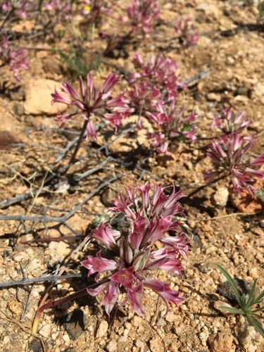 Image of Allium parishii by (c) desertnaturalist, some rights reserved (CC BY)