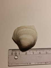 Laevicardium crassum