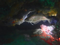 Trisopterus capelanus