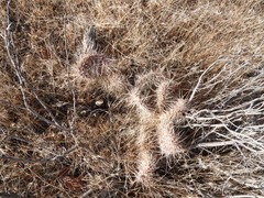 Opuntia polyacantha erinacea