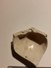 Laevicardium crassum