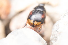 Sphaeridium scarabaeoides