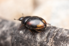 Sphaeridium scarabaeoides