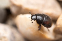 Sphaeridium scarabaeoides