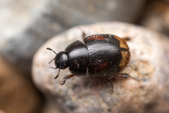 Sphaeridium scarabaeoides