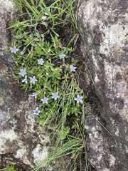 Craterocapsa tarsodes