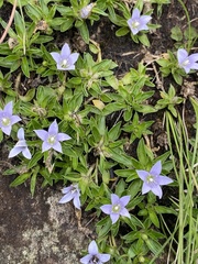 Craterocapsa tarsodes