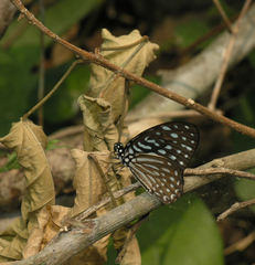 Graphium macareus
