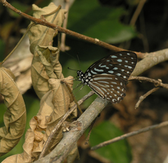 Graphium macareus