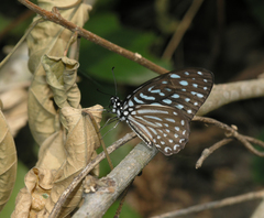 Graphium macareus