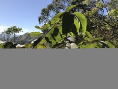 Apeiba tibourbou