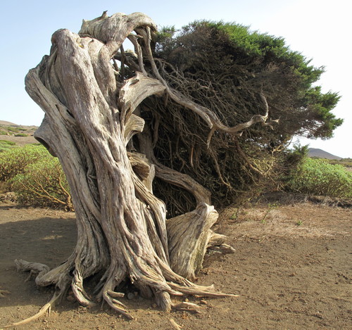 Canary Juniper